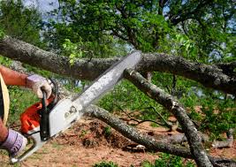 Leo Cedarville, IN Tree Care Company