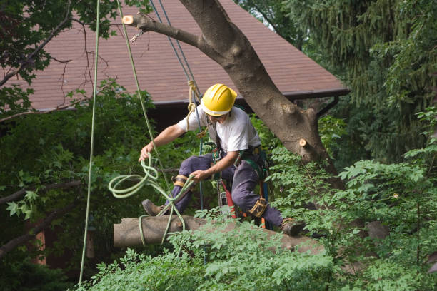 How Our Tree Care Process Works  in  Leo Cedarville, IN